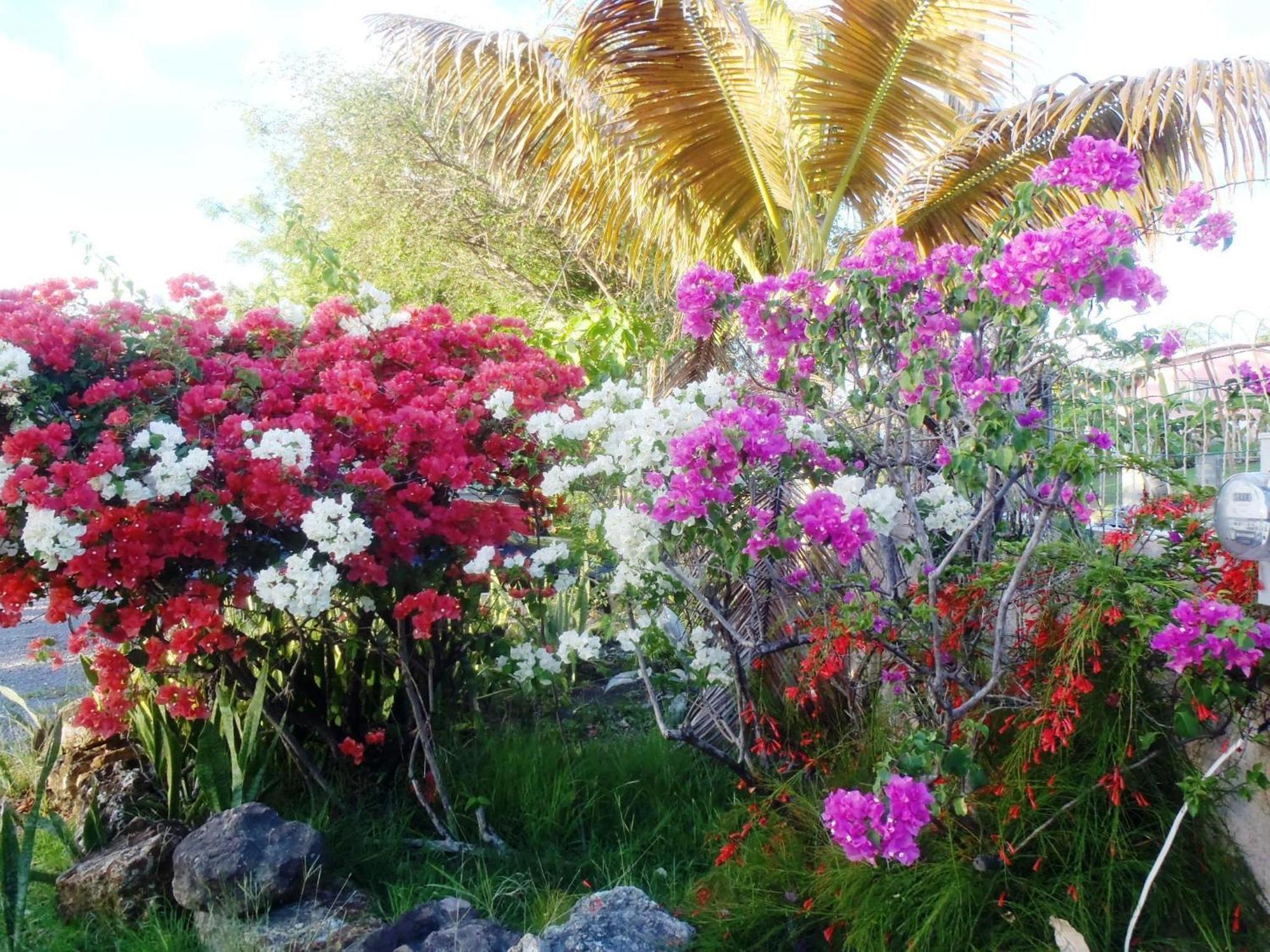 The Lodge - Antigua English Harbour エクステリア 写真